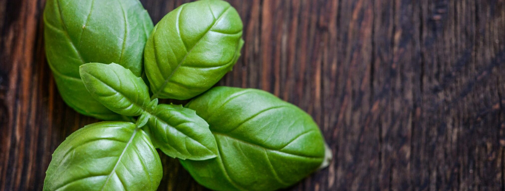 basil plant 19082025