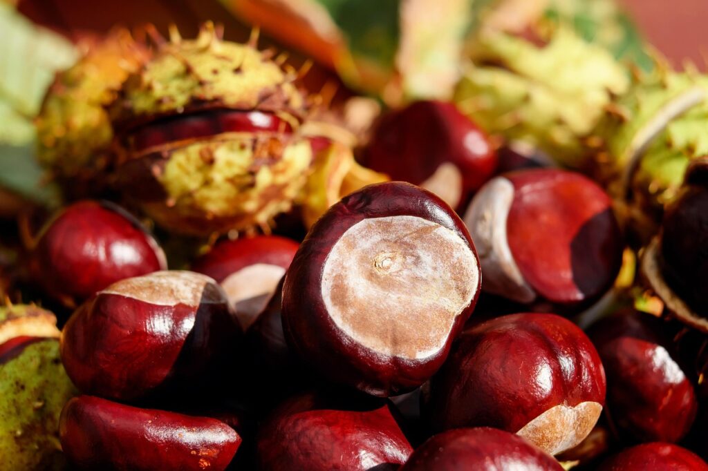 chestnut 1710748 1280 chestnut 1710748 1280