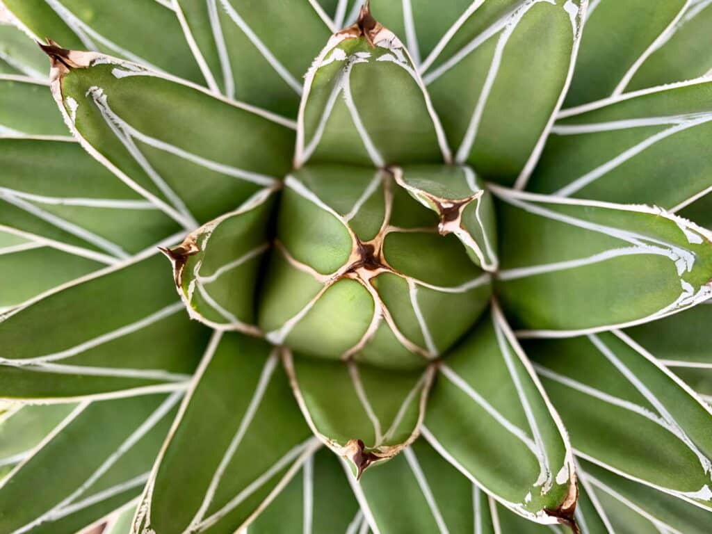 pexels andreysaf 2926584 agave picture 1