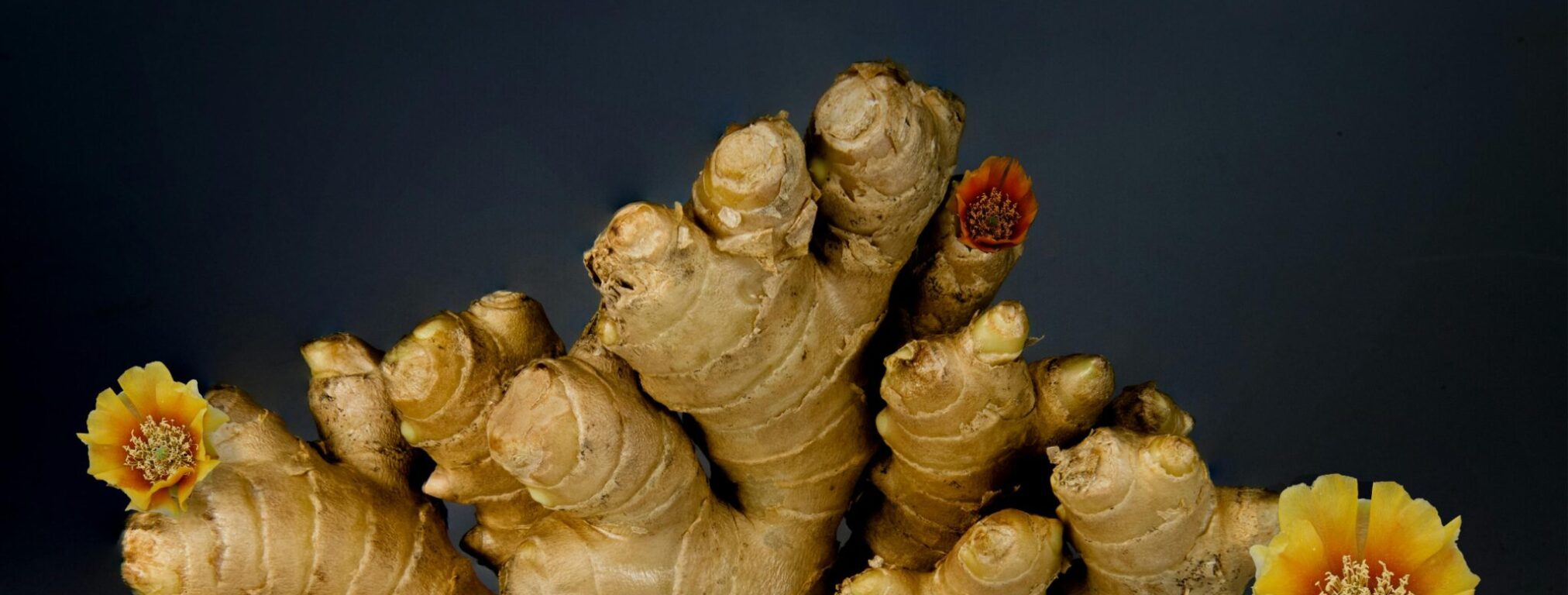 pexels joris neyt 512471 1337585 ginger 1 18082025