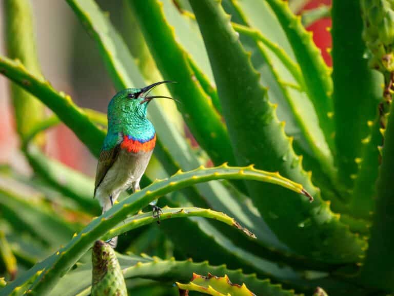 pexels jvdm 1581101 aloe vera with bird