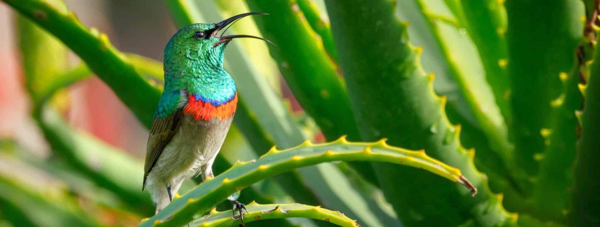 pexels jvdm 1581101 aloe vera with bird