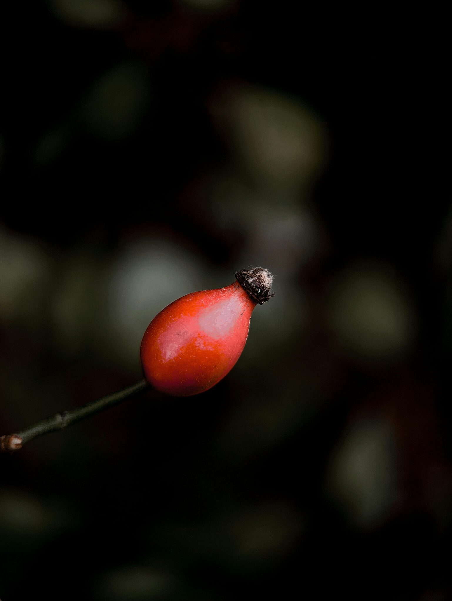 pexels nina krivitskaya 1704253756 29292604 rosehip 4 21082025