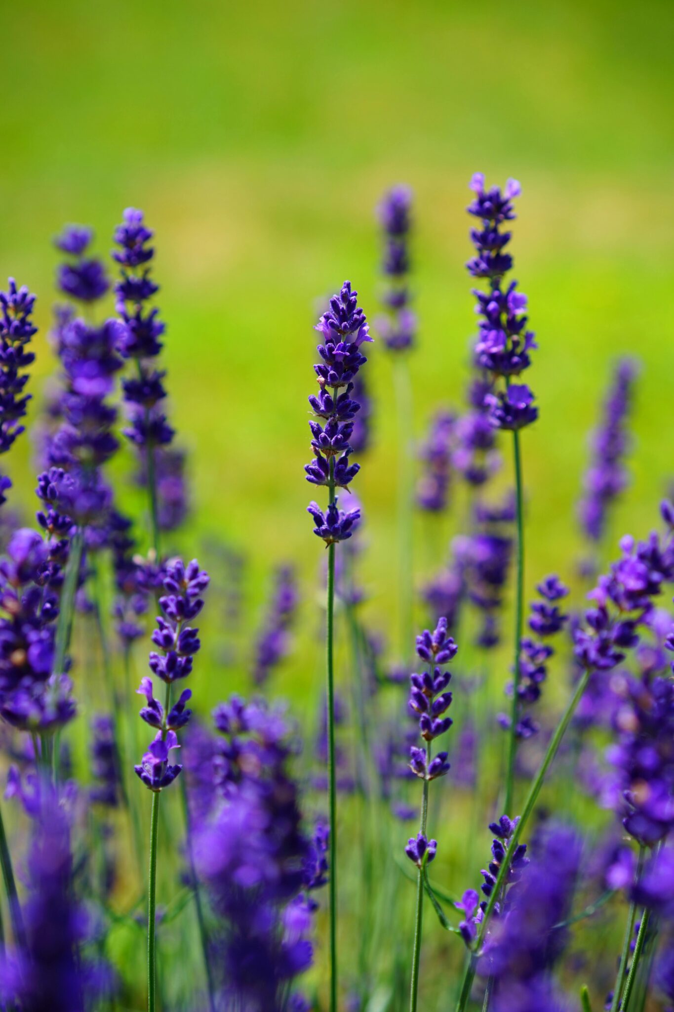 pexels pixabay 414949 lavender 2, 18 08 2025