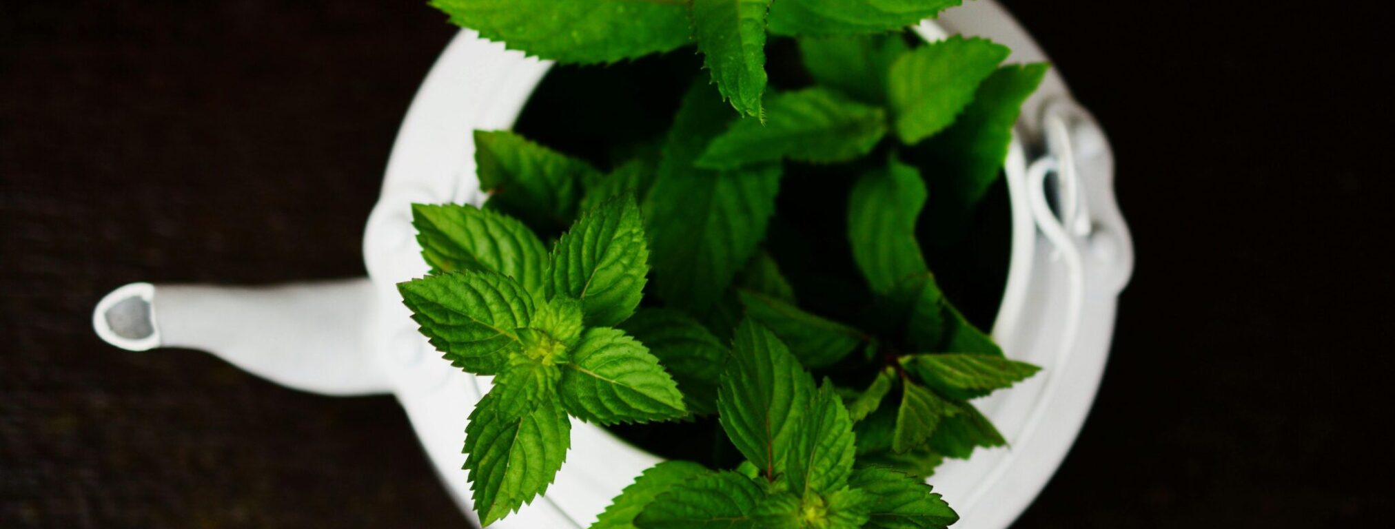 pexels pixabay 531260 peppermint 1