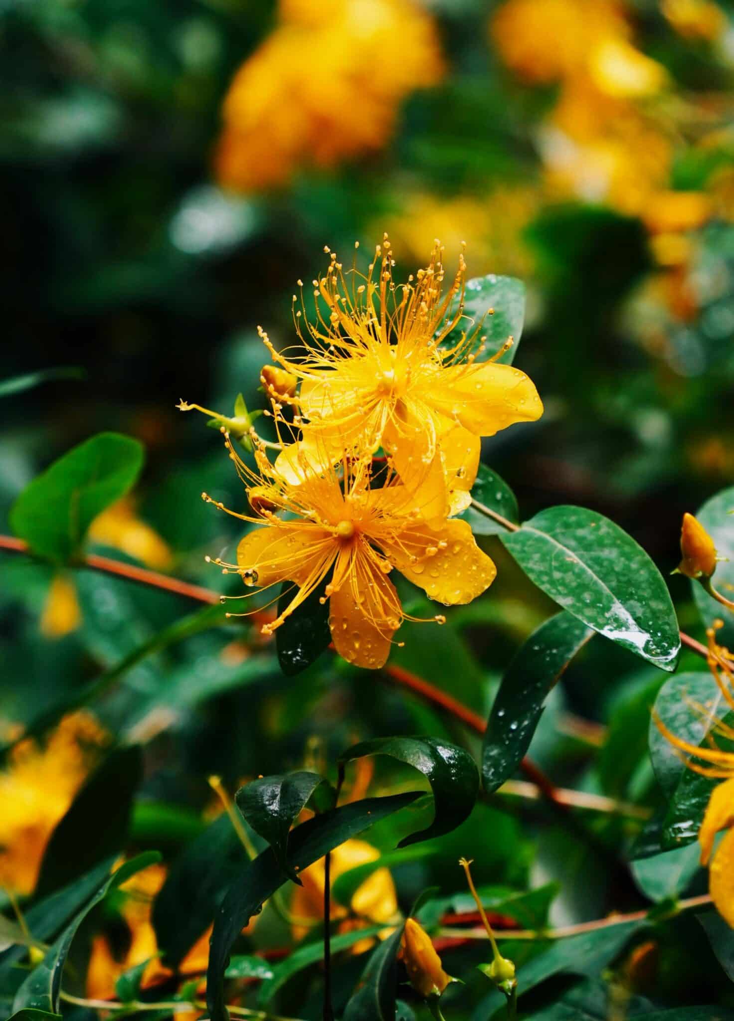pexels pp zhu 2153459781 32734647 st.john's wort 2 21082025