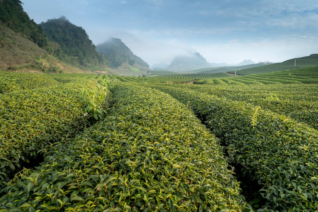 pexels quang nguyen vinh 222549 2884905 green tea field