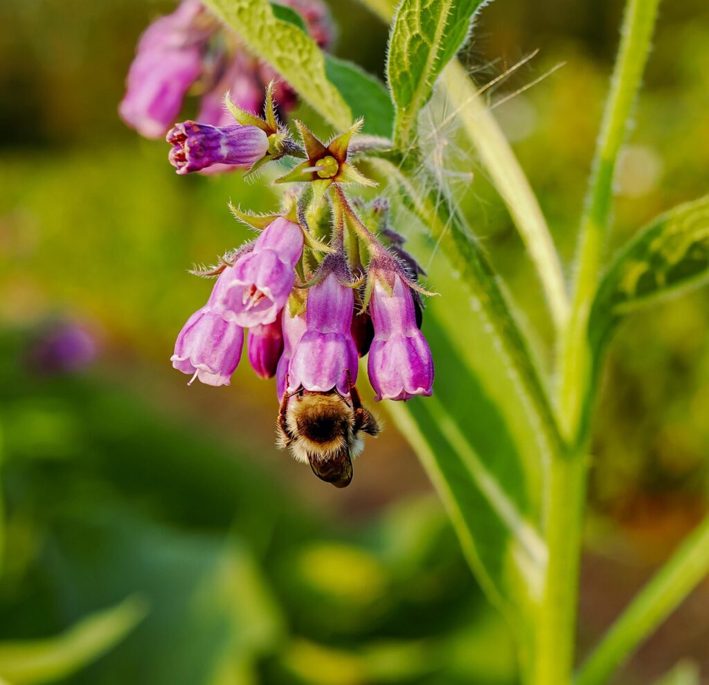 true comfrey 3481420 1280 true comfrey 3481420 1280
